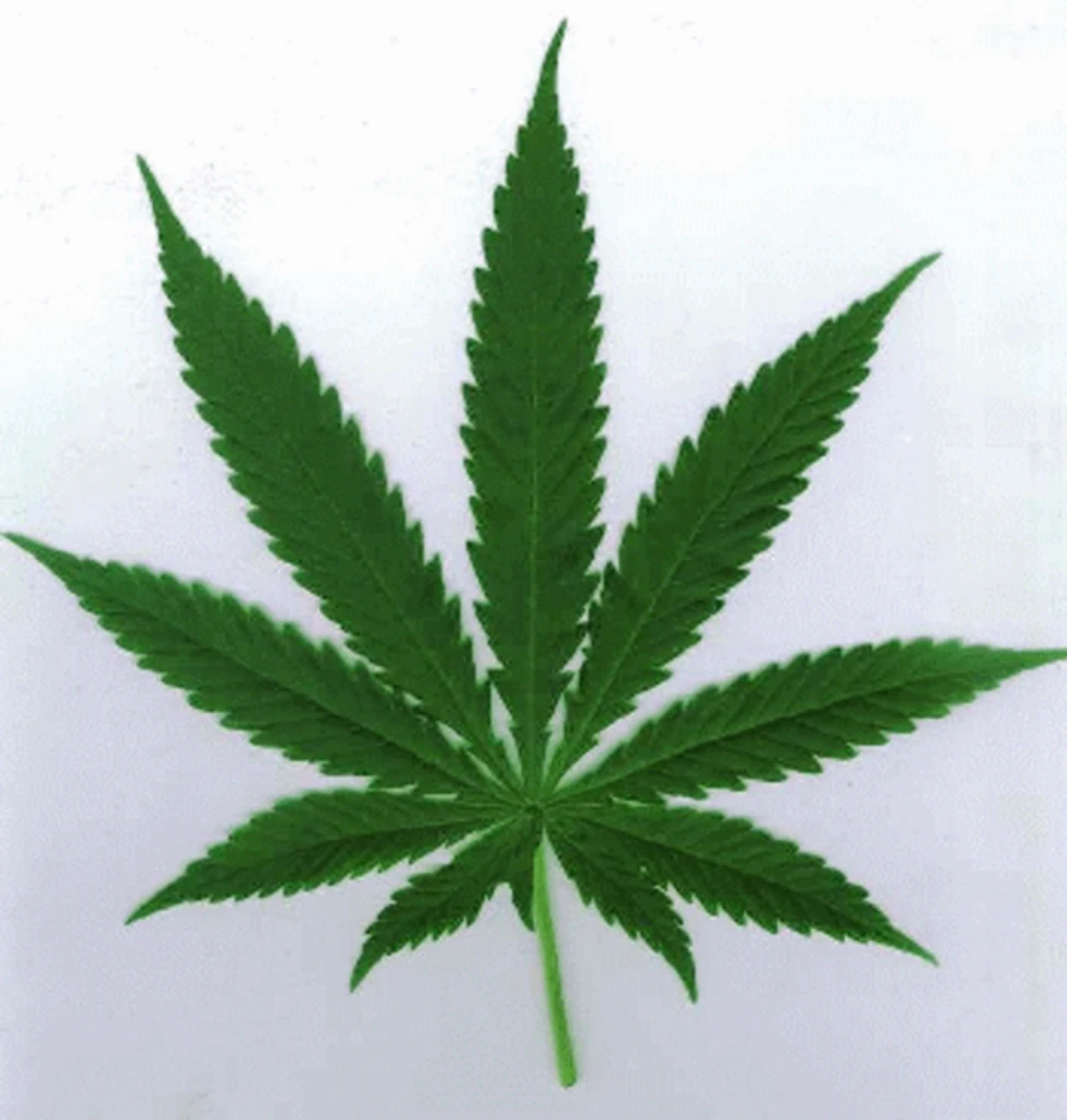 512top-10-funniest-marijuana-smokers-in-show-business preview