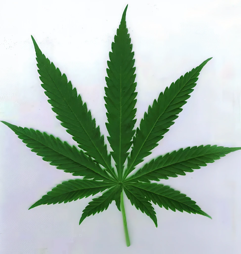 top-10-funniest-marijuana-smokers-in-show-business-AI-Upscaled preview