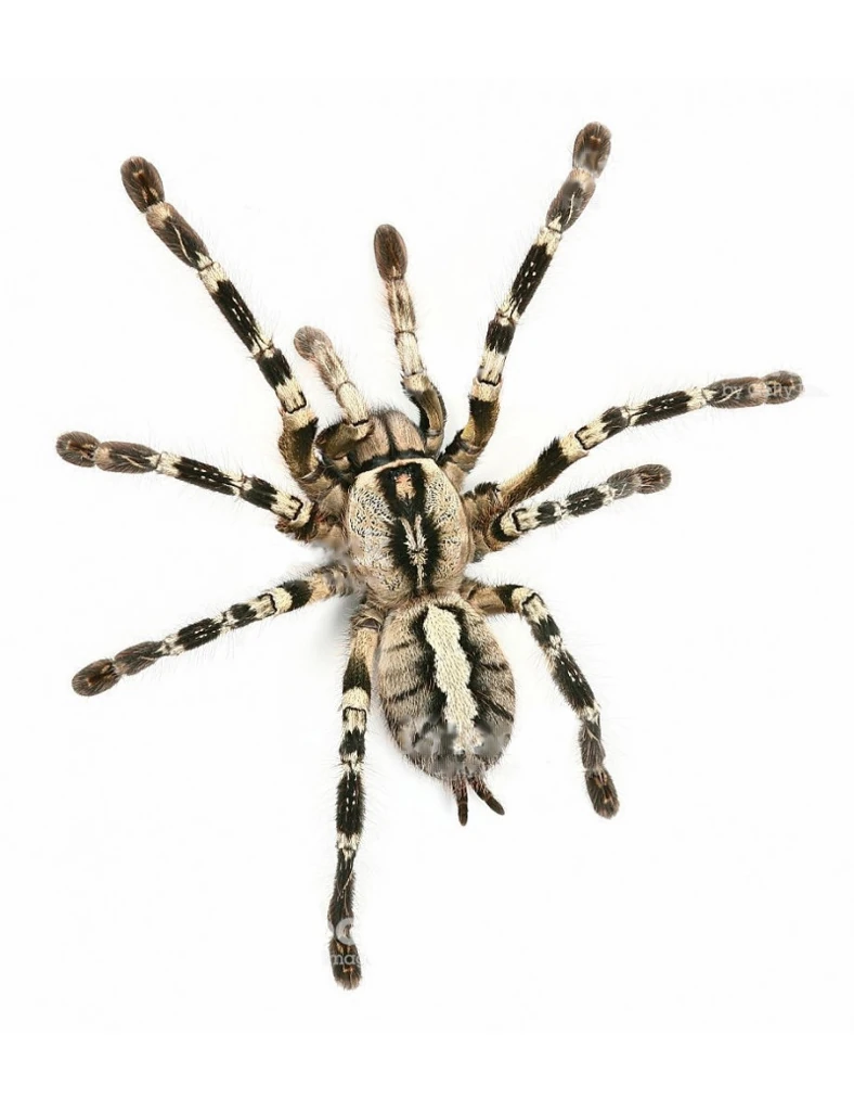Poecilotheria-regalis preview