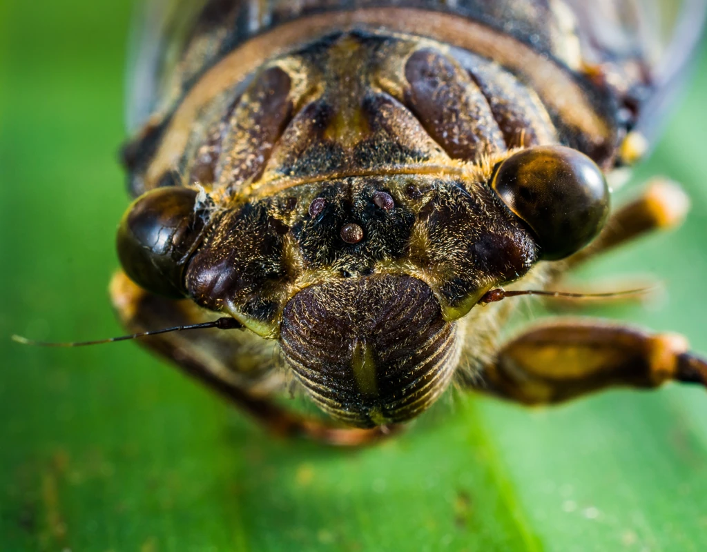 insect-331166 preview