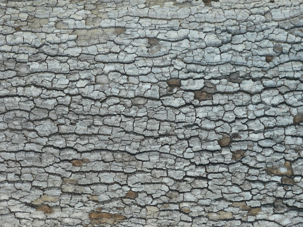 nature_bark_0014_01 preview