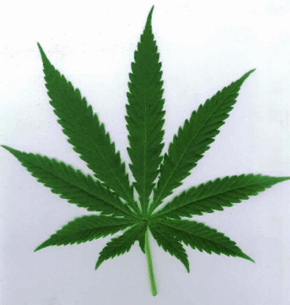 top-10-funniest-marijuana-smokers-in-show-business preview